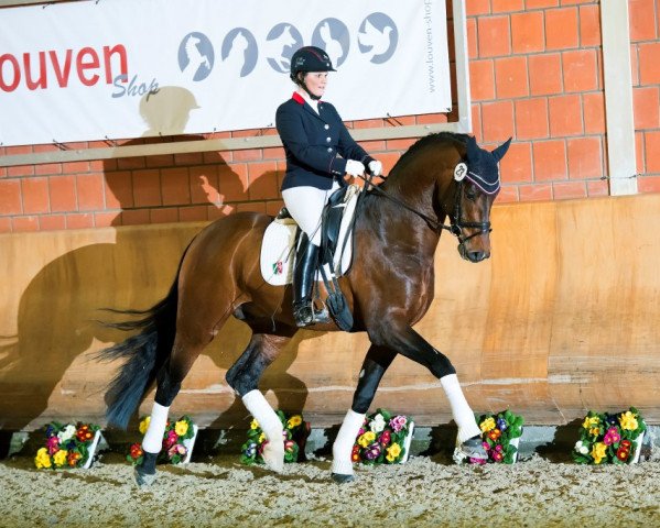 Deckhengst Flashdance (Westfale, 2011, von First Selection)