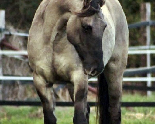 horse Mi Chico (Criollo, 2013)