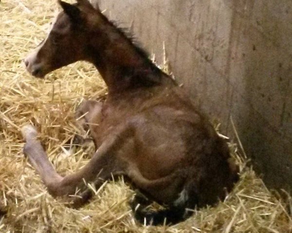 horse Prinz Oliver (Trakehner, 2016, from Sir Oliver)