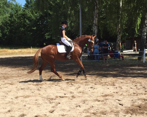 jumper Her Diamond 2 (Württemberger, 2005, from His Highness)