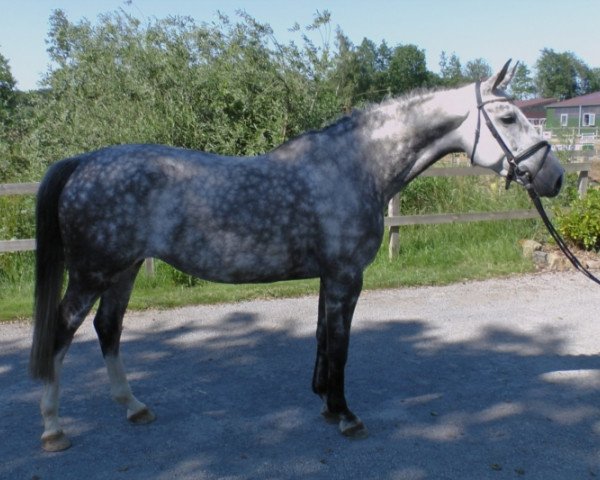 jumper Conchita B (Westphalian, 2007, from Cartani 4)