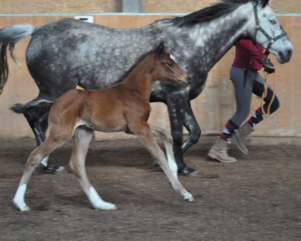 broodmare Camar Utopia (Anglo-Arabs, 2016, from Gabun)