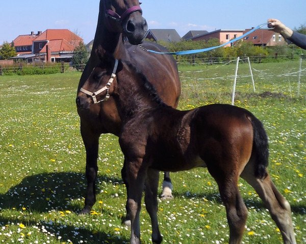 horse Que Real (Oldenburg, 2016, from Quantensprung 3)