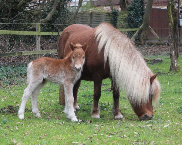 horse Istu aus dem Wendland (Shetland Pony, 2016, from Isidor PrH*)