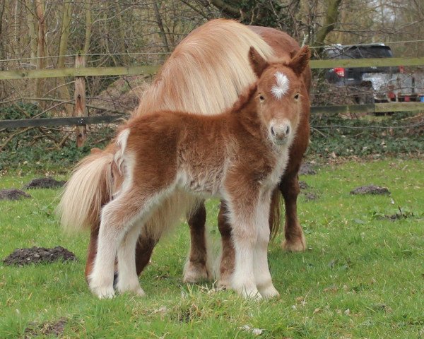 horse Rykia aus dem Wendland (Shetland Pony, 2016, from Georg)