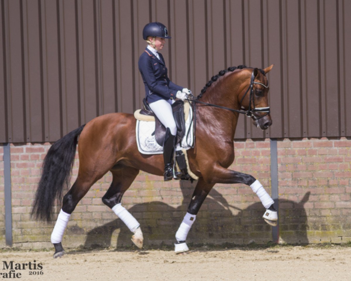 Deckhengst Ghandi (KWPN (Niederländisches Warmblut), 2011, von Bojengel)