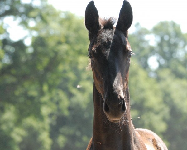 horse Whoopee (Oldenburg, 2014, from Dante Weltino Old)