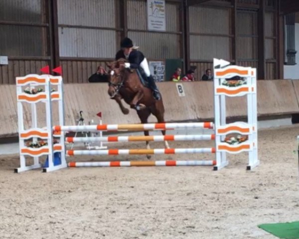 Pferd Stute v Duncan x Nadler x Diamant (Deutsches Reitpony, 2011, von Duncan 86)