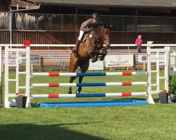 jumper Castelana 3 (Oldenburg, 2011, from Conthargos)