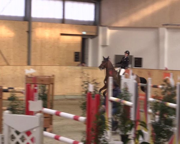 FEI Reitturnier Damme-Neuenwalde (GER) 2020