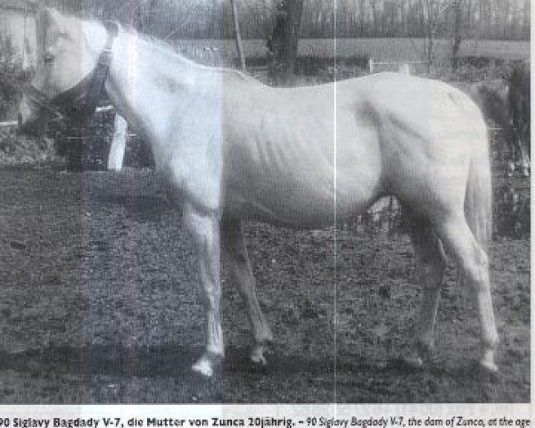 Zuchtstute 90 Siglavy Bagdady V (Shagya-Araber, 1949, von Siglavy Bagdady V 1939 ox)