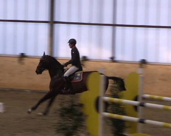FEI Reitturnier Damme-Neuenwalde (GER) 2020