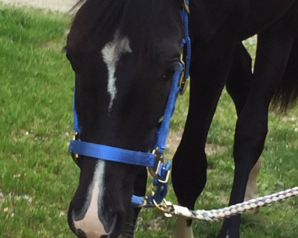 horse Seven Stars 2 (Hanoverian, 2014, from Scuderia)