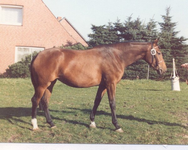 broodmare Tomaga (Holsteiner, 1981, from Lord)