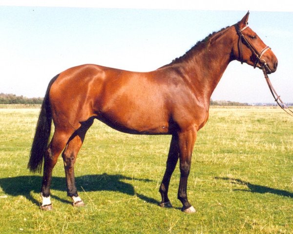broodmare Zomaga (Holsteiner, 1985, from Rebel Z I)