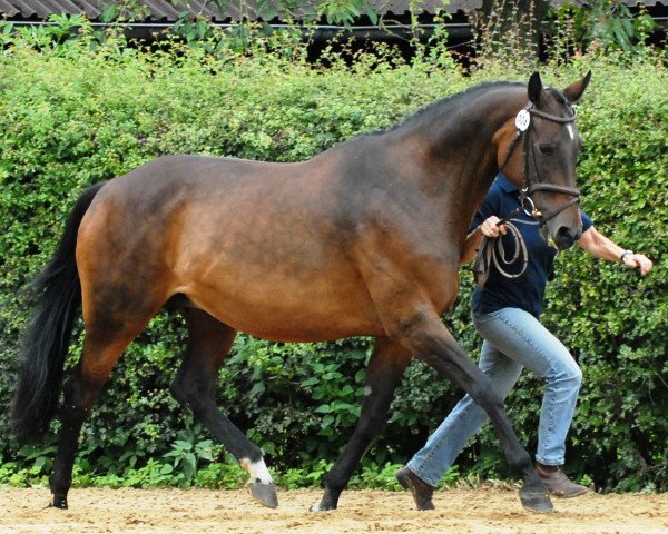 Chovná klisna Athena (Hannoverský kůň, 1995, od Aarking xx)