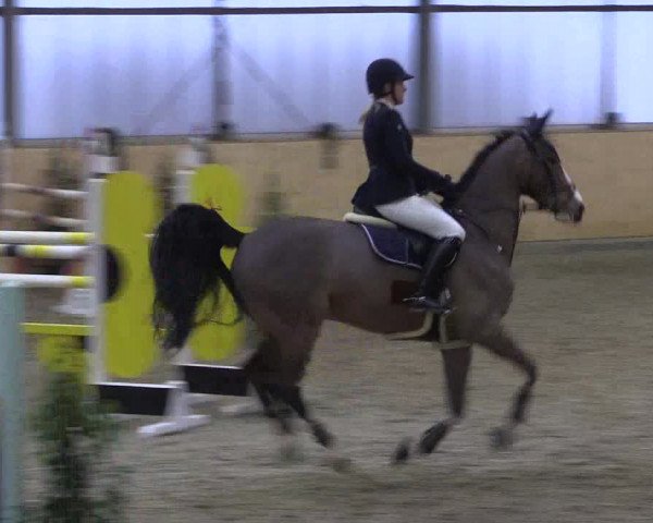 FEI Reitturnier Damme-Neuenwalde (GER) 2020