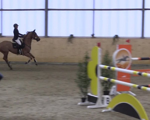 FEI Reitturnier Damme-Neuenwalde (GER) 2020