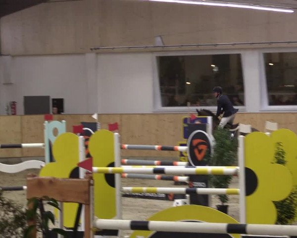 FEI Reitturnier Damme-Neuenwalde (GER) 2020