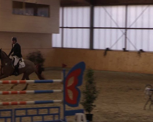 FEI Reitturnier Damme-Neuenwalde (GER) 2020