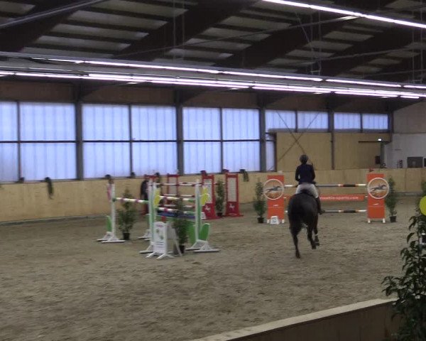 FEI Reitturnier Damme-Neuenwalde (GER) 2020