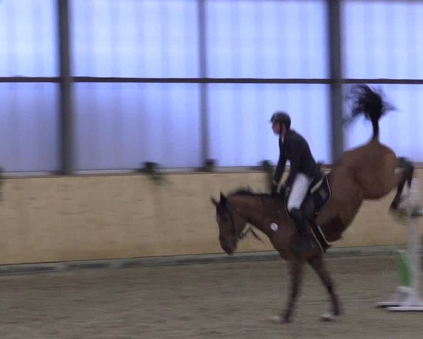 FEI Reitturnier Damme-Neuenwalde (GER) 2020