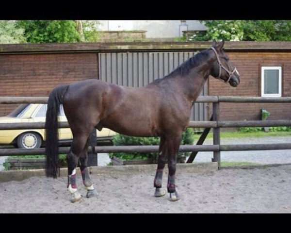 horse Pele 55 (Westphalian, 1997, from Platini M)
