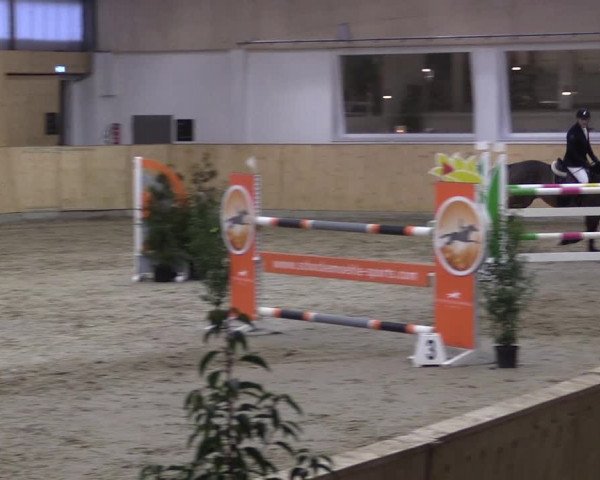 FEI Reitturnier Damme-Neuenwalde (GER) 2020