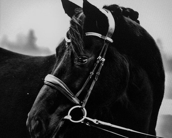 horse Bonne Honoria (Hanoverian, 2012, from Belstaff)