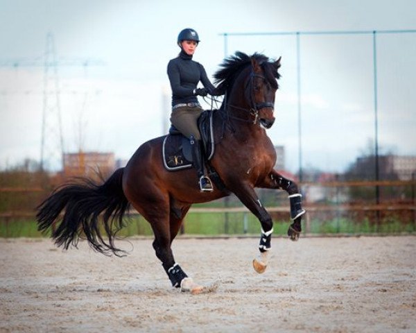 stallion Valdez (KWPN (Royal Dutch Sporthorse), 2002, from Pacific)