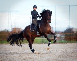 stallion Valdez (KWPN (Royal Dutch Sporthorse), 2002, from Pacific)