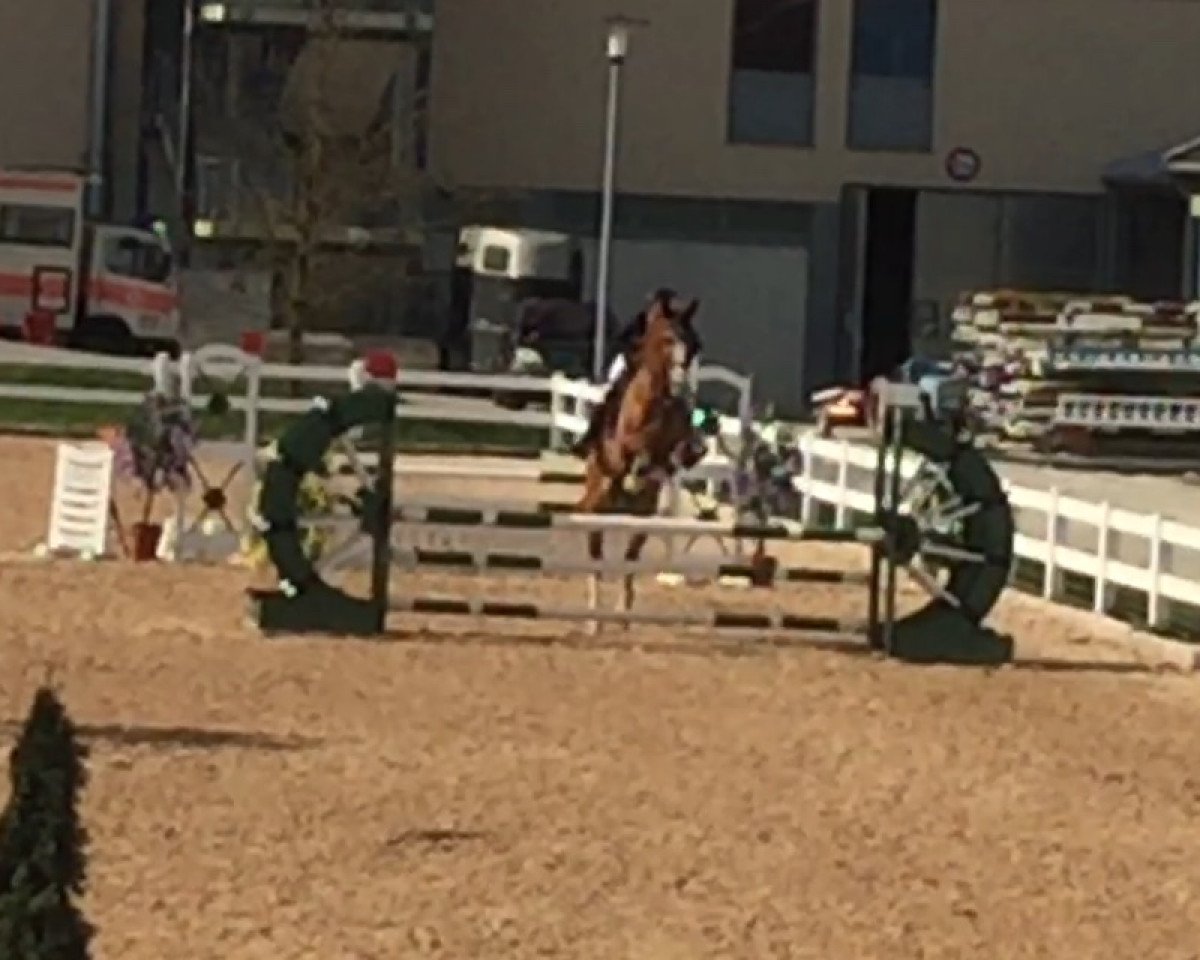 jumper Yuma Osoz (Polish Warmblood, 2010, from For Leo M)