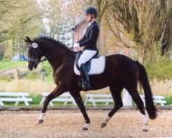 dressage horse Wilma White (Oldenburg, 2008, from San Amour I)
