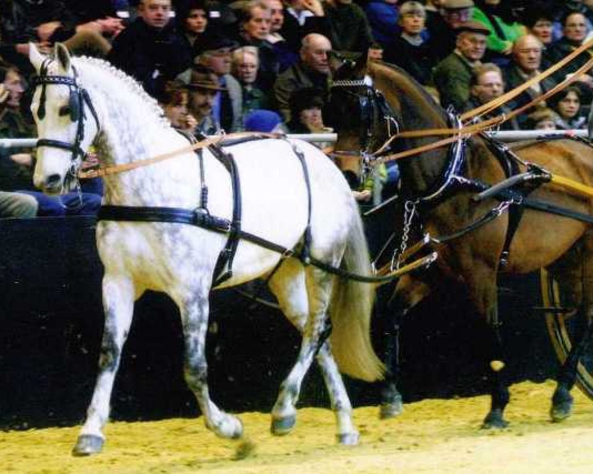 broodmare Cortina (Württemberger, 1988, from Cordeur)