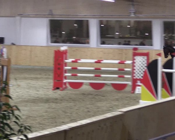 FEI Reitturnier Damme-Neuenwalde (GER) 2020
