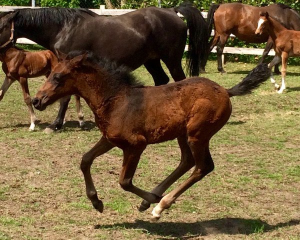 horse Calina (Oldenburg, 2016, from Cachassini)