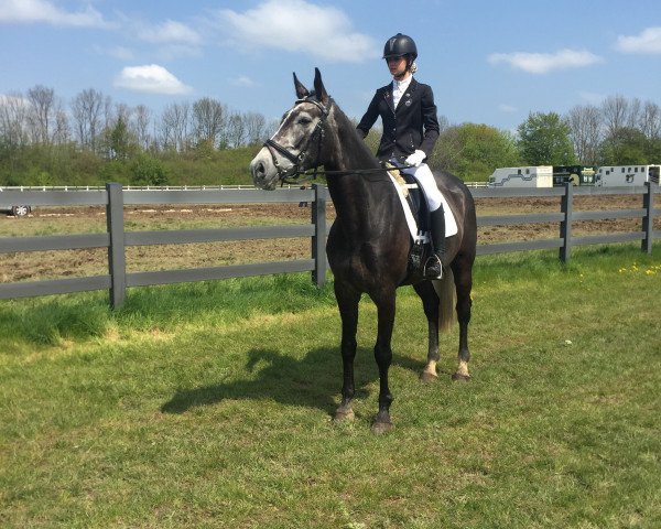 broodmare La Coeur de la Mer (Hanoverian, 2011, from Levisonn 208 FIN)