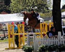 Springpferd Accorda 3 (Westfale, 2005, von Acord II)