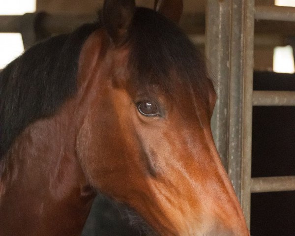 Dressurpferd Cezar 12 (Polnisches Warmblut, 2001, von Jaskier)