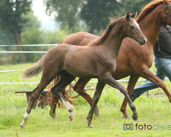 Deckhengst Cuattro (Oldenburger Springpferd, 2015, von Christian 25)