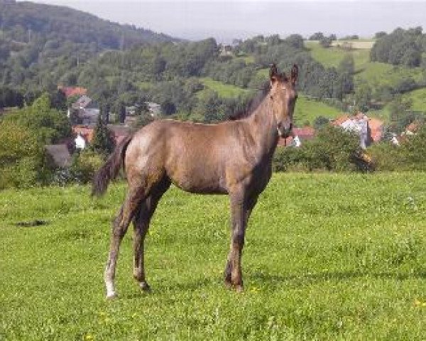 horse Clara (Holsteiner, 2011, from Coradus)