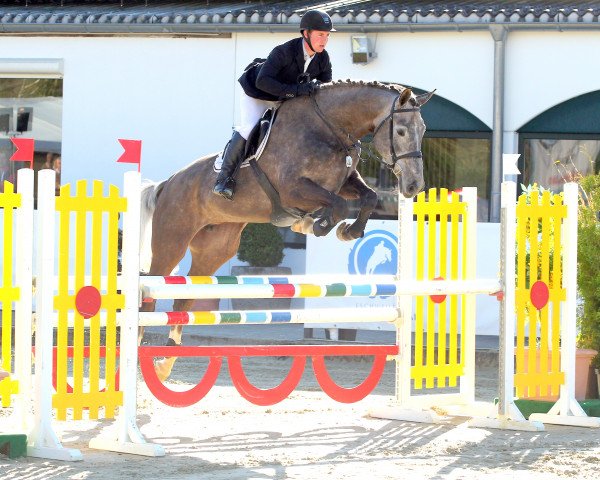 Zuchtstute Riscalla LS (Edles Warmblut, 2011, von Riscal la Silla)