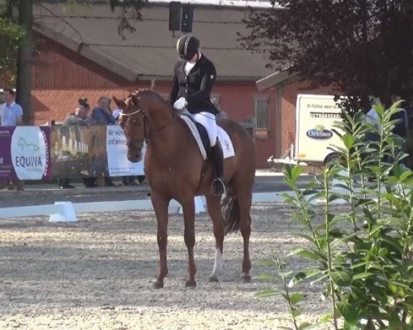 dressage horse Sonnenschein OLD (Oldenburg, 2010, from Sir Donnerhall II OLD)