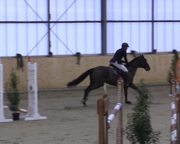 FEI Reitturnier Damme-Neuenwalde (GER) 2020