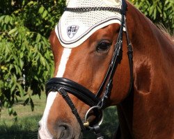 Dressurpferd Grille M (Hannoveraner, 2004, von Goodman)