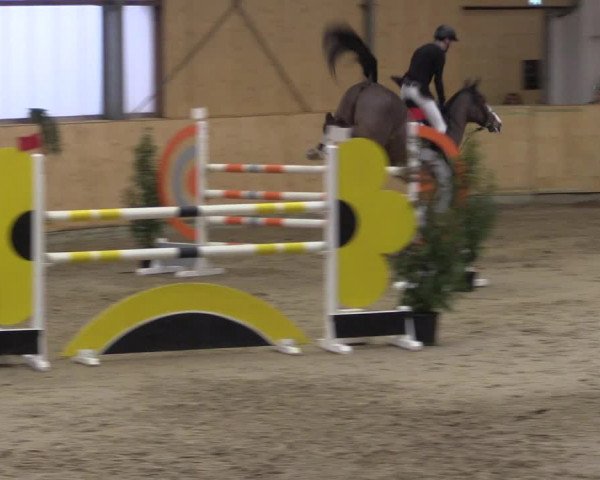 FEI Reitturnier Damme-Neuenwalde (GER) 2020
