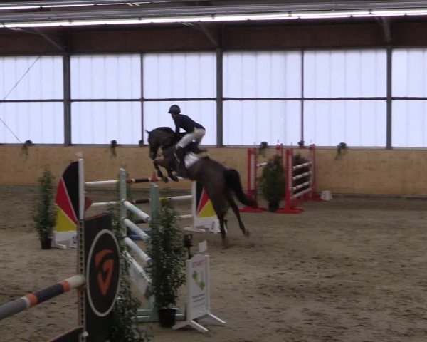 FEI Reitturnier Damme-Neuenwalde (GER) 2020