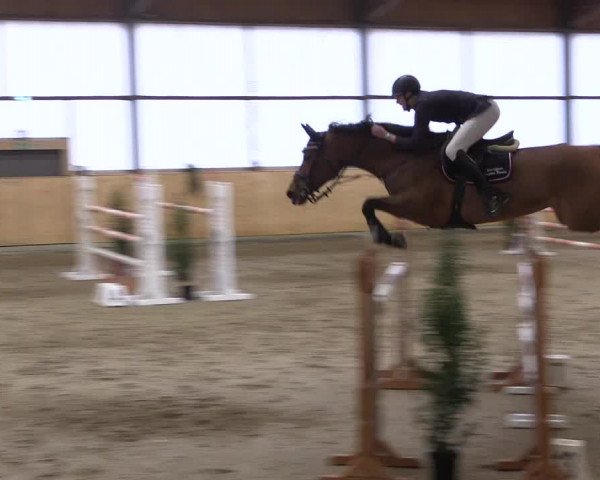 FEI Reitturnier Damme-Neuenwalde (GER) 2020