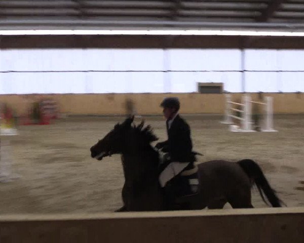 FEI Reitturnier Damme-Neuenwalde (GER) 2020