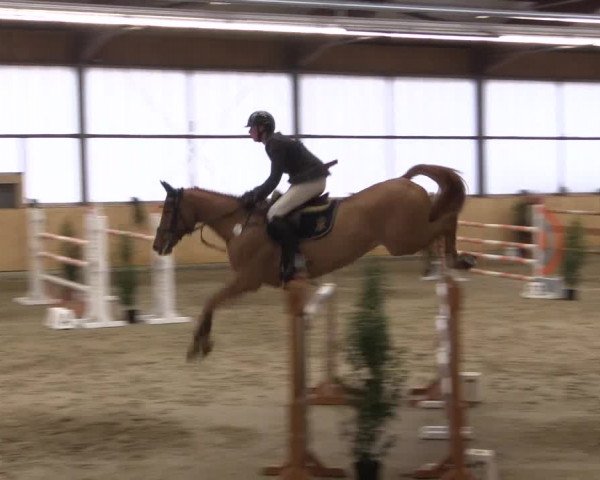 FEI Reitturnier Damme-Neuenwalde (GER) 2020